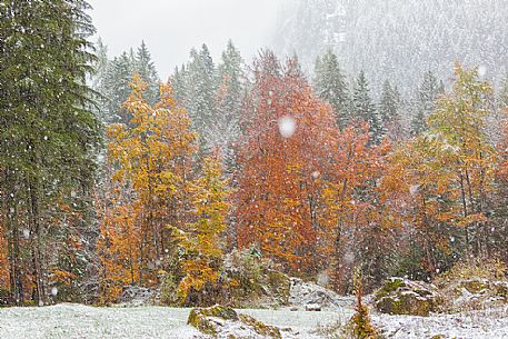 Dolomiti of Brenta,Natural Park of Adamello-Brenta, autumn forest under the snow