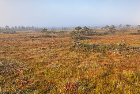 Endla Nature Reserve is a nature reserve situated in central Estonia. The Endla nature reserve protects a fresh-water system of mires, bogs, springs and rivulets, Jgeva county, Estonia