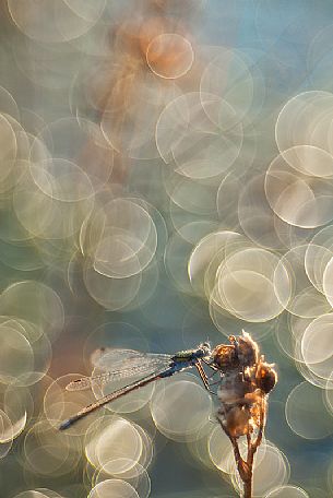 Dragonfly, Azure damselfly, at Mnnikjrve bog, Endla nature reserve, Estonia