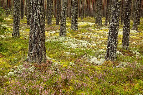 In the boreal forest in Lahemaa National Park. Dry boreal forests are pure pine forests with cowberry growing under the pines, Estonia