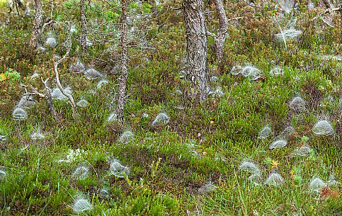 Endla Nature Reserve is a nature reserve situated in central Estonia. The Endla nature reserve protects a fresh-water system of mires, bogs, springs and rivulets. Endla Nature Reserve is a nature reserve situated in central Estonia. The Endla nature reserve protects a fresh-water system of mires, bogs, springs and rivulets.