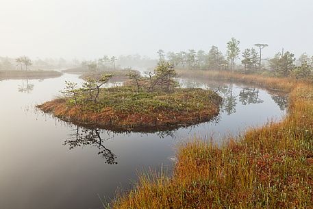 Mnnikjrve bog in the Endla Nature Reserve, Estonia