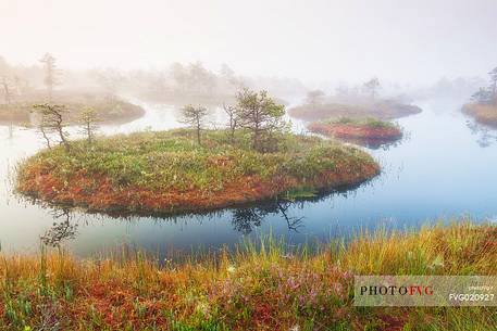 Mnnikjrve bog in the Endla Nature Reserve, Estonia