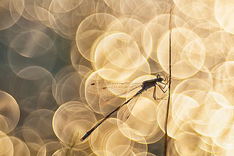 Dragonfly, Azure damselfly, at Mnnikjrve bog, Endla nature reserve, Estonia