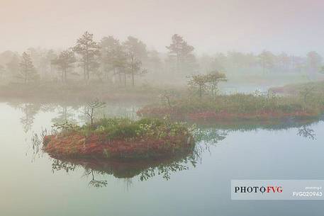 Mnnikjrve bog in the Endla Nature Reserve, Estonia