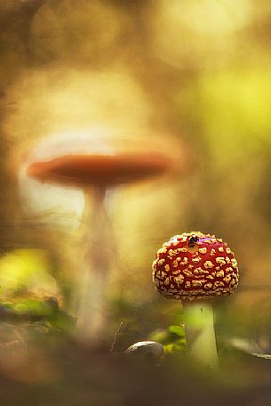 Fungus, Amanita muscaria, to Endla Nature Reserve, Estonia