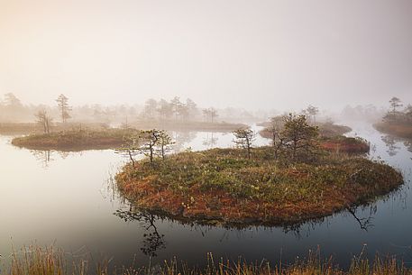 Mnnikjrve bog in the Endla Nature Reserve, Estonia