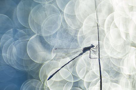 Dragonfly, Azure damselfly, at Mnnikjrve bog, Endla nature reserve, Estonia