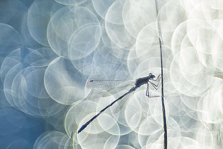 Dragonfly, Azure damselfly, at Männikjärve bog, Endla nature reserve, Estonia Dragonfly, Azure damselfly, at Männikjärve bog, Endla nature reserve, Estonia