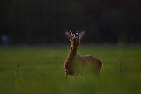 European roe deer or Capreolus capreolus in the estonian field, Estonia