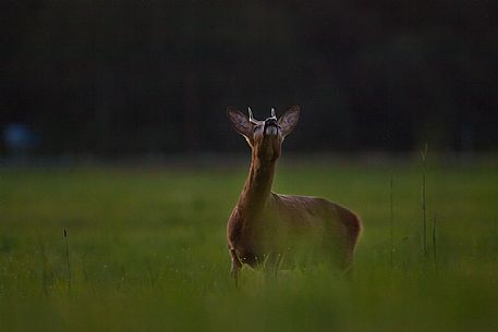 European roe deer or Capreolus capreolus in the estonian field, Estonia European roe deer or Capreolus capreolus in the estonian field, Estonia