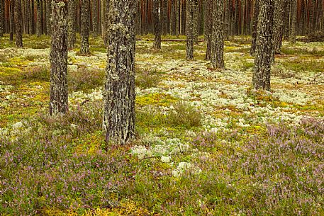 In the boreal forest in Lahemaa National Park. Dry boreal forests are pure pine forests with cowberry growing under the pines, Estonia