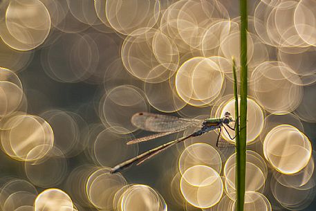 Dragonfly, Azure damselfly, at Männikjärve bog, Endla nature reserve, Estonia Dragonfly, Azure damselfly, at Männikjärve bog, Endla nature reserve, Estonia