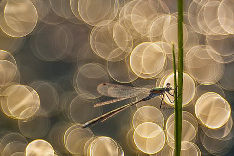 Dragonfly, Azure damselfly, at Mnnikjrve bog, Endla nature reserve, Estonia