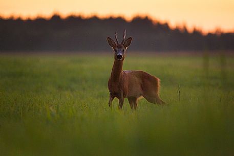 The European roe deer in the estonian countryside, Estonia