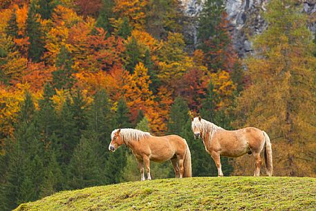 Horses walk in a green field in the autumn, Misurina, dolomites, Italy Horses walk in a green field in the autumn, Misurina, dolomites, Italy
