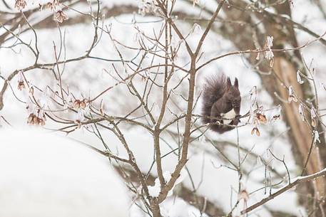 Squirrel in the wintry forest of Plitvice lakes National Park, Croatia