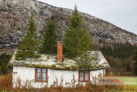 Old house with fir trees on roof, Tuv, Norway