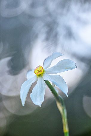 Daffodil in Golica mountain, Slovenia, Europe