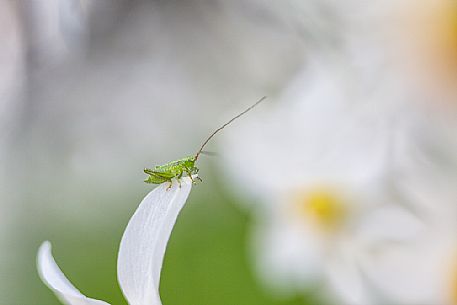 Grasshopper (Chorthippus) daffodils field, Golica mount, Slovenia, Europe Grasshopper (Chorthippus) daffodils field, Golica mount, Slovenia, Europe