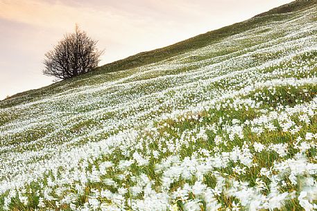 Blooming of wild daffodils in Golica mount, Slovenia, Europe Blooming of wild daffodils in Golica mount, Slovenia, Europe