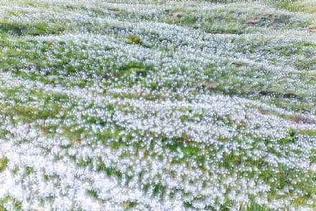 Blooming of wild daffodils in Golica mount, Slovenia, Europe