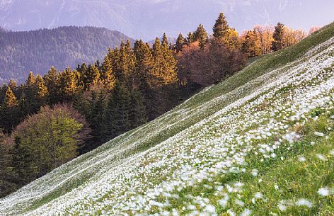 Blooming of wild daffodils in Golica mount, Slovenia, Europe