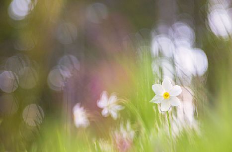 Daffodils in Golica mountain, Slovenia, Europe