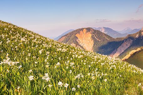 Blooming of wild daffodils in Golica mount, Slovenia, Europe Blooming of wild daffodils in Golica mount, Slovenia, Europe