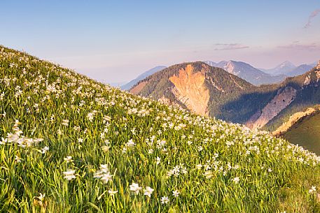 Blooming of wild daffodils in Golica mount, Slovenia, Europe