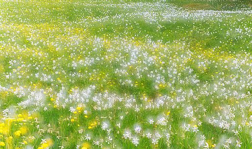 Blooming of wild daffodils and buttercups in Golica mount, Slovenia, Europe Blooming of wild daffodils and buttercups in Golica mount, Slovenia, Europe