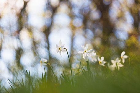 Daffodils in Golica mountain, Slovenia, Europe