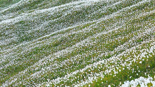 Blooming of wild daffodils in Golica mount, Slovenia, Europe