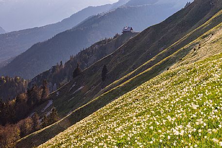 Blooming of wild daffodils in Golica mount, Slovenia, Europe Blooming of wild daffodils in Golica mount, Slovenia, Europe