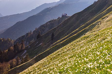 Blooming of wild daffodils in Golica mount, Slovenia, Europe