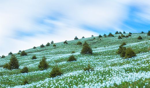 Blooming of wild daffodils in Golica mount, Slovenia, Europe