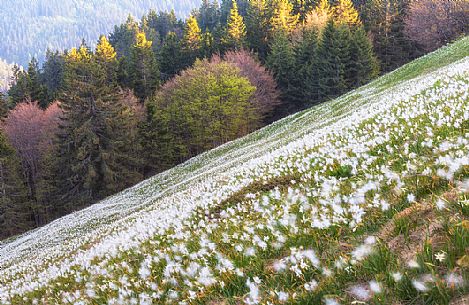 Blooming of wild daffodils in Golica mount, Slovenia, Europe