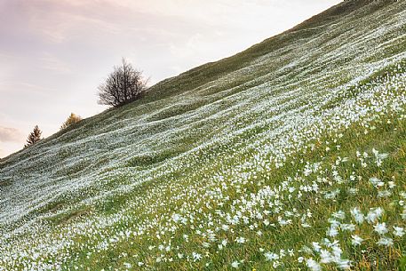 Blooming of wild daffodils in Golica mount, Slovenia, Europe Blooming of wild daffodils in Golica mount, Slovenia, Europe