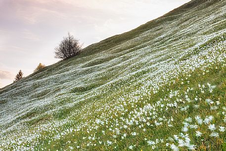 Blooming of wild daffodils in Golica mount, Slovenia, Europe