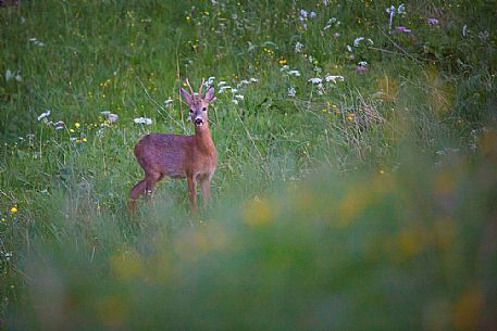 Roe deer in grassland area, Golica, Slovenia, Europe