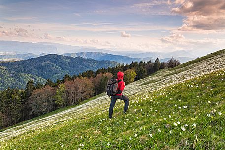 Blooming of wild daffodils in Golica mount, Slovenia, Europe