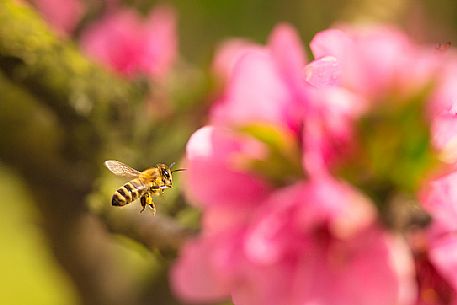 Bee in flight over a pink flower