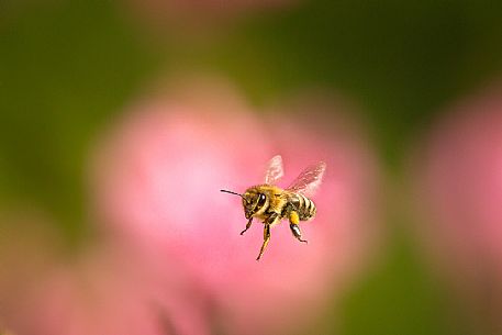 Bee in flight over a pink flower