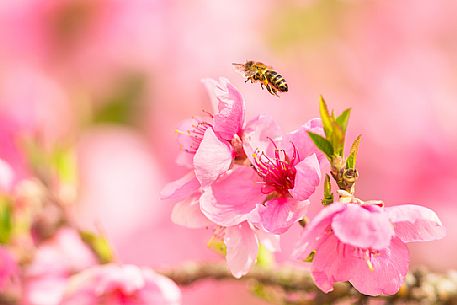 Bee in flight over a pink flower