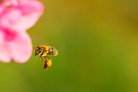 Bee in flight over a pink flower