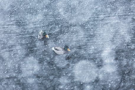 Wild ducks at the Fusine lake under the snowfall, Tarvisio, Friuli Venezia Giulia, italy
