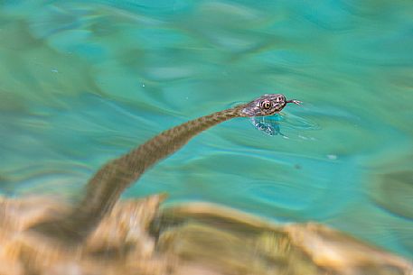 Snake, Natrix tessellata, in the lake