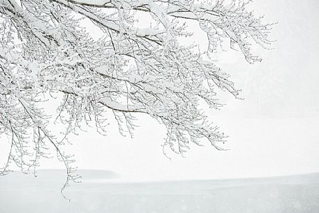 Fusine forest under the snowfall, Tarvisio, Friuli Venezia Giulia, Italy