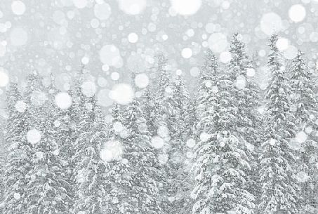 Fusine forest under the snowfall, Tarvisio, Friuli Venezia Giulia, Italy