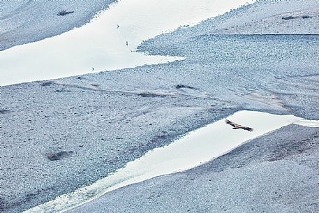 Griffin in flight over the river Tagliamento, Friuli Venezia Giulia, Italy